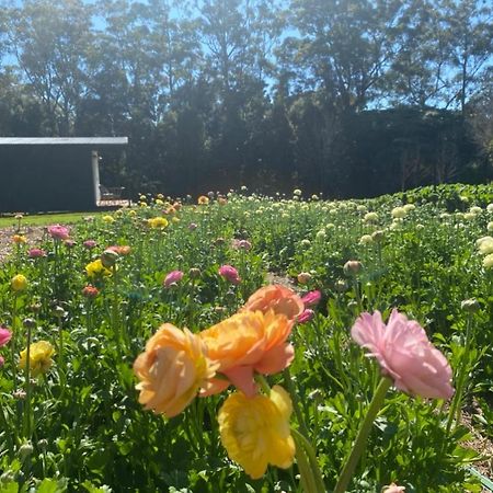 Flower Farm Tamborine Mountain Маунт Тамборин Екстериор снимка