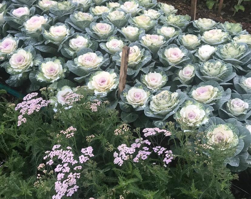 Flower Farm Tamborine Mountain Маунт Тамборин Екстериор снимка